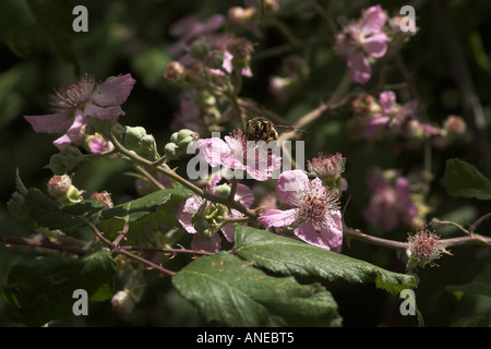 Honigbiene auf Brombeere Blüte Stockfoto