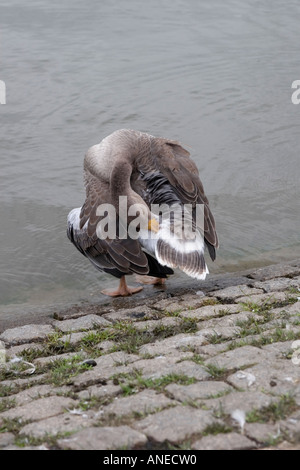 Canada Goose See putzen Stockfoto