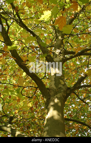 Nach oben durch die Zweige einer Platane im Herbst Stockfoto