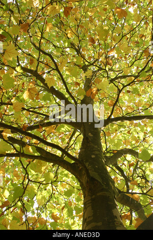 Nach oben durch die Zweige einer Platane im Herbst Stockfoto