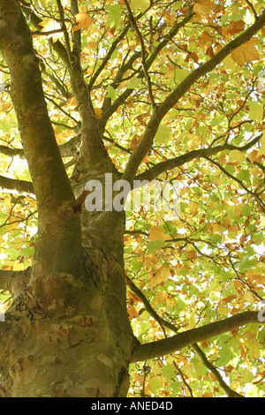Nach oben durch die Zweige einer Platane im Herbst Stockfoto