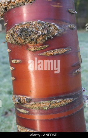 Die glatte und glänzende Rinde der tibetische Kirsche Stockfoto