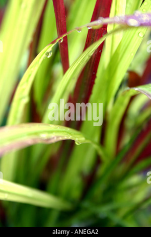 Grüne und rote Blätter von Ziergras Imperata Cylindrica Rubra Closeup mit Regentropfen auf Blätter verwackelt Stockfoto