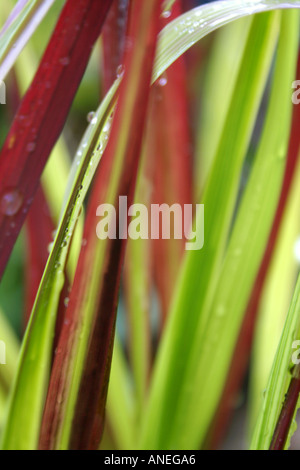 Grüne und rote Blätter von Ziergras Imperata Cylindrica Rubra Closeup mit Regentropfen auf Blätter verwackelt Stockfoto