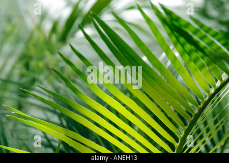 Sonnenlicht auf Palmblättern Stockfoto
