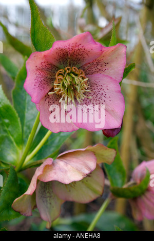 Tief rosa Blume der mehrjährige Gartenpflanze Nieswurz botanische Name Helleborus Orientalis oder Nieswurz x hybridus Stockfoto