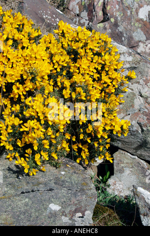 Gelben Blüten der wilden Strauch Ginster wächst in den Felsen in Schottland botanische Name Ulex europaeus Stockfoto