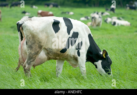 schwarz / weiß Holstein Kühe mit schweren Euter voll Milch in grünen Wiesen Stockfoto