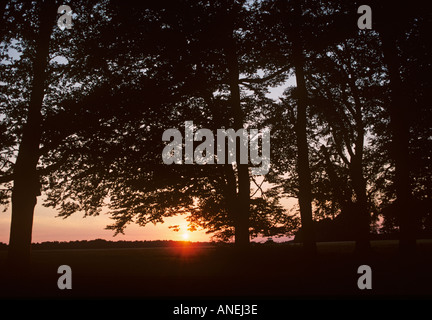 Beech Forest Summer Sunrise Ashridge Estate Herts UK Stockfoto