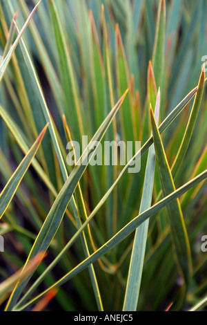 Immergrüne Pflanze Aciphylla Aurea gemeinsamen Namen Golden Speargrass oder Golden Spanier oder Bajonett-Anlage Stockfoto