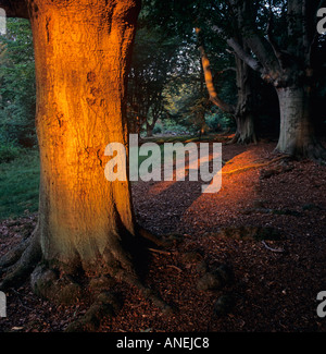 Frithsden Beeches Fagus sylvatica an einem frühen Herbstmorgen im Oktober Ashridge Hertfordshire Stockfoto