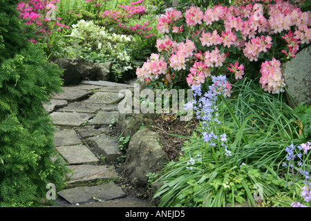 Garten im Frühling mit Rhododendren, Azaleen und Frühling blühenden Blumenzwiebeln neben Pflasterweg Stockfoto