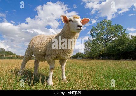Geringe Weitwinkel Nahaufnahme Schuss von einem britischen Milchschafe an einem hellen Sommertag. Stockfoto
