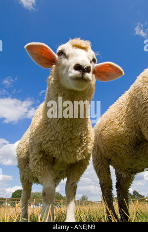 Geringe Weitwinkel hautnah vertikalen Schuss von einem britischen Milchschafe an einem hellen Sommertag. Stockfoto