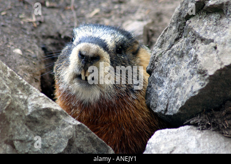 Yellow Bellied Marmot Marmota Flaviventris in den Felsen, Grand-Teton-Nationalpark, Wyoming, USA Stockfoto