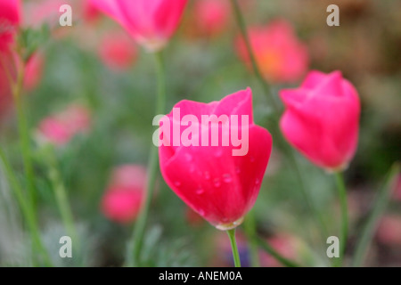 Rosa rote Blüten der jährlichen Gartenpflanze Eschscholzia Californica Carmine King Stockfoto