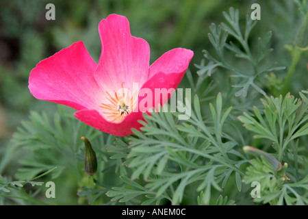 Rosa rote Blume und grau blau Laub der jährlichen Gartenpflanze Eschscholzia Californica Carmine King Stockfoto