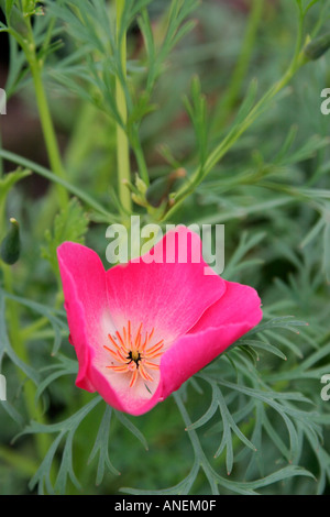 Rosa rote Blume und grau blau Laub der jährlichen Gartenpflanze Eschscholzia Californica Carmine King Stockfoto