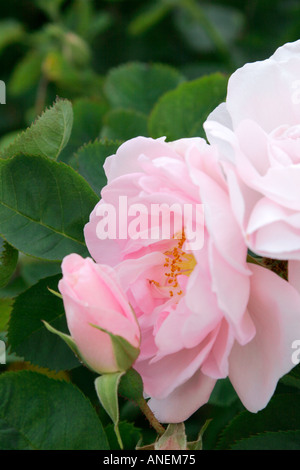Rosa Rosen-Blumen Stockfoto