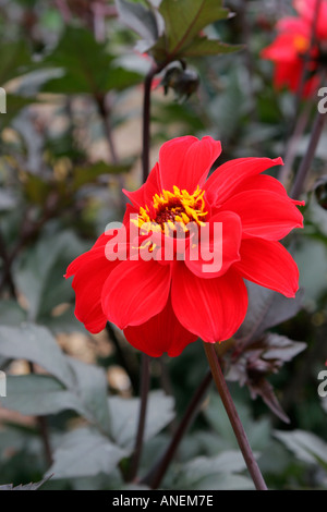 Scarlet Rot Blume des Gartenpflanze Dahlia Bischof von Llandaff Stockfoto