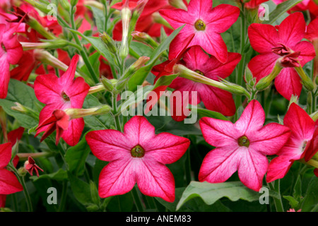Rote Blüten des jährlichen Garten Beetpflanze Nicotiana Domino Crimson soft-Fokus Stockfoto