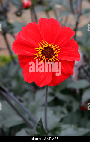 Scarlet Rot Blume des Gartenpflanze Dahlia Bischof von Llandaff Stockfoto