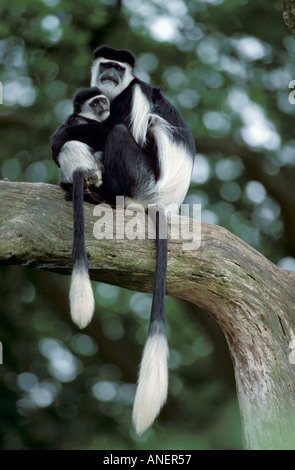 Colobus Affen Colobus Guereza weibliche mit Kleinkind im Baum stammt aus Kenia Stockfoto