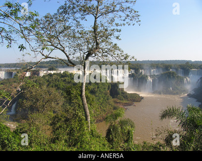 Schlanken Baum in der Nähe der gigantischen Wasserfälle Foz Iguassu BR Stockfoto