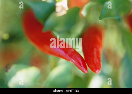 Peperoni Anbau im Garten, extreme Nahaufnahme Stockfoto