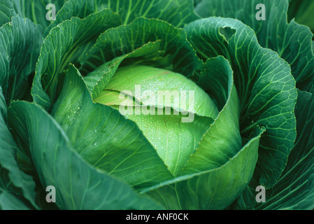 Kohl, bedeckt mit dem Tau, Nahaufnahme Stockfoto