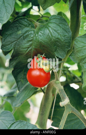 Tomatenpflanze, close-up Stockfoto