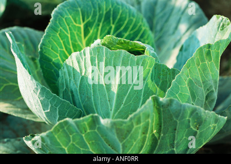 Kohl, close-up Stockfoto