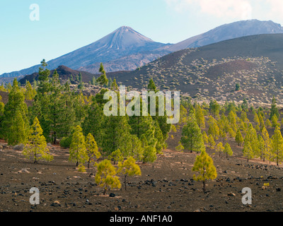 Mount Teide Teneriffa Kanaren Spanien - Kanarische Kiefernwald auf Lava schlicht Stockfoto
