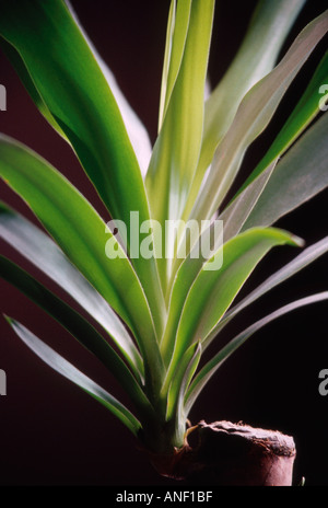 Yucca-Pflanze Stockfoto