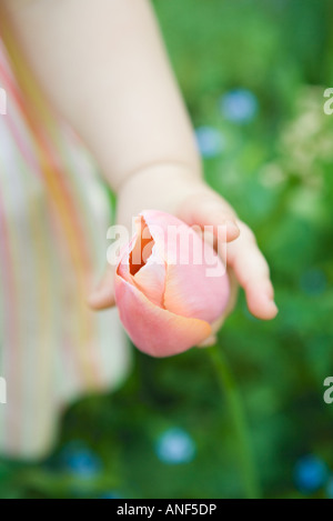 Kleinkind Mädchen berühren Tulpe, beschnitten Blick auf arm Stockfoto
