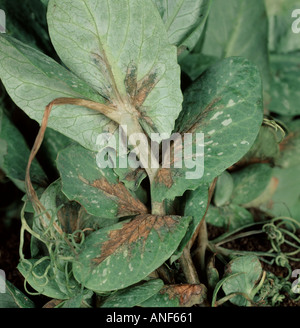 Bakterielle Fäulnis Pseudomonas Syringae pv Pisi auf Blättern und Ranken der jungen Erbsenpflanze Stockfoto