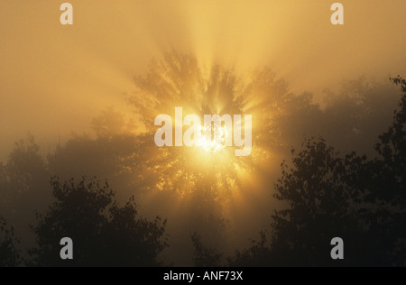 Sunburst durch Bäume, Wavy See, Sudbury, Ontario, Kanada. Stockfoto