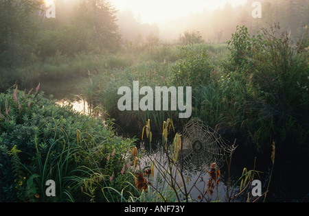 Spinnennetz und Creek bei Sonnenaufgang, Wavy See, Sudbury, Ontario, Kanada. Stockfoto