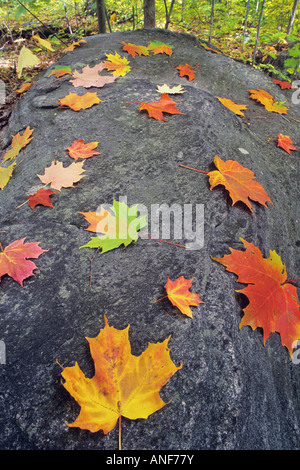 Zucker-Ahorn Blätter und Felsen schmücken die Hütte Land der Muskokas, Ontario, Kanada. Stockfoto