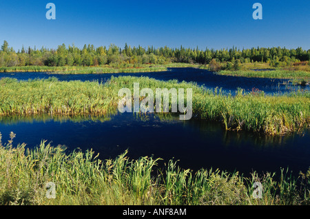 Feuchtgebiete in der Nähe von Yellowknife, Northwest Territories, Kanada. Stockfoto