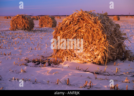 Mais-Ballen bei Sonnenuntergang, Dugald, Manitoba, Kanada. Stockfoto