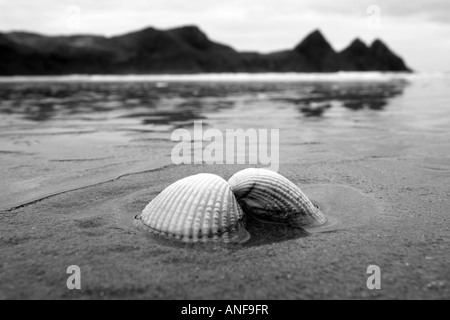 Herzmuschel-Shell auf dem Sand drei Klippen Bucht "Gower Peninsula", Wales Stockfoto