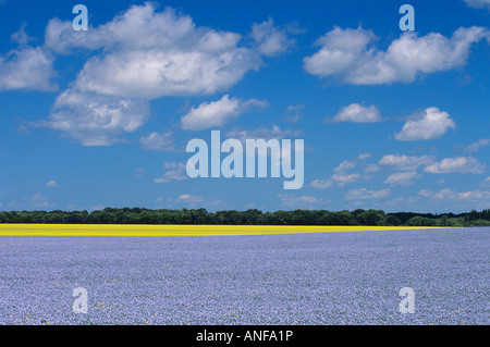 Flachs Felder in Treheme Manitoba, Kanada. Stockfoto