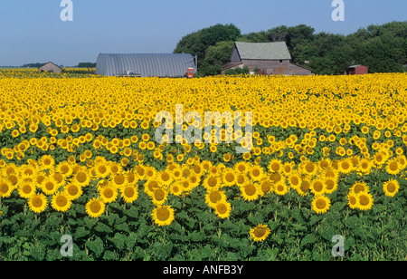 Sonnenblumen in der Nähe von Dugald, Manitoba, Kanada. Stockfoto
