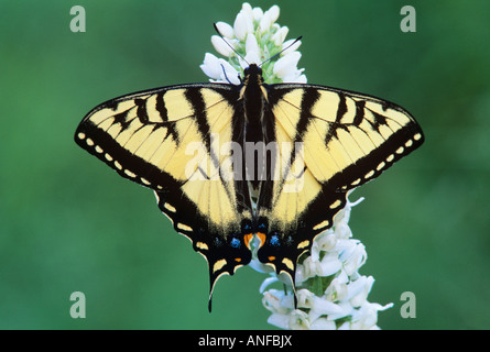 Tiger Swallow Tail Schmetterling auf Moor Lauf Orchidee, Wells Gray provincial Park, british Columbia, Kanada. Stockfoto