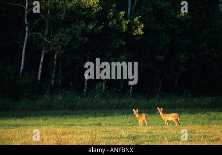 Whitetail Deer, Sandlands Provinz Wald, Manitoba, Kanada. Stockfoto