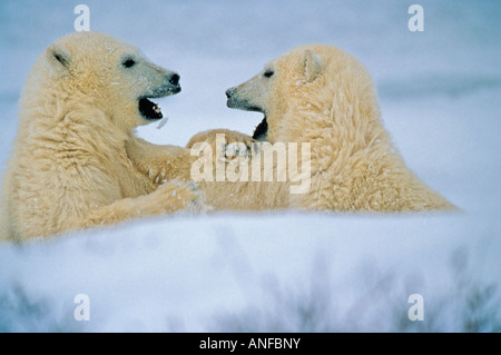 Polar Bear Cubs sparsam, Churchill, Manitoba, Kanada. Stockfoto