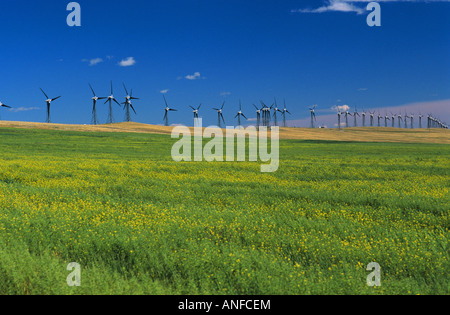 Windkraftanlagen entlang einer Kante in Pincher Creek, Alberta, Kanada Stockfoto