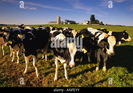 Milchkühe, Marshfield, Prince Edward Island, Canada Stockfoto