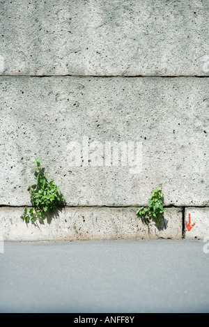 Unkraut aus Rissen in der Wand Stockfoto